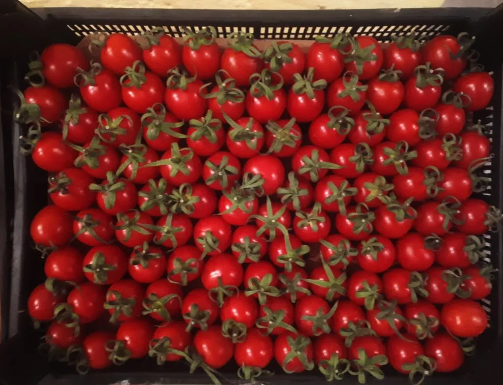 томат черри вал