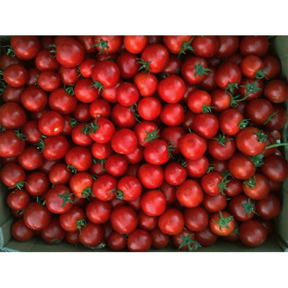 томат черри вал