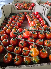 томат черри ветка