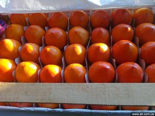 хурма шарон