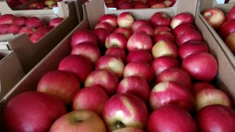 яблоко сезонное