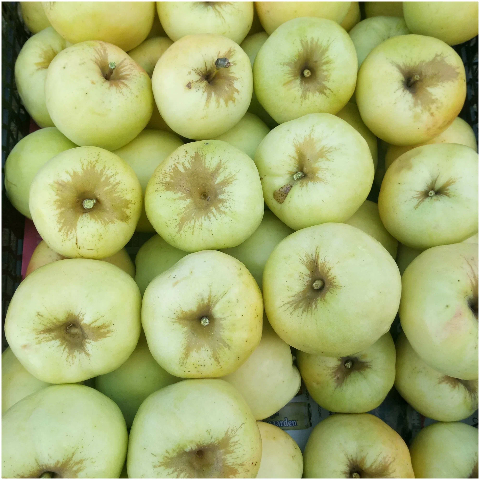 яблоко сезонное