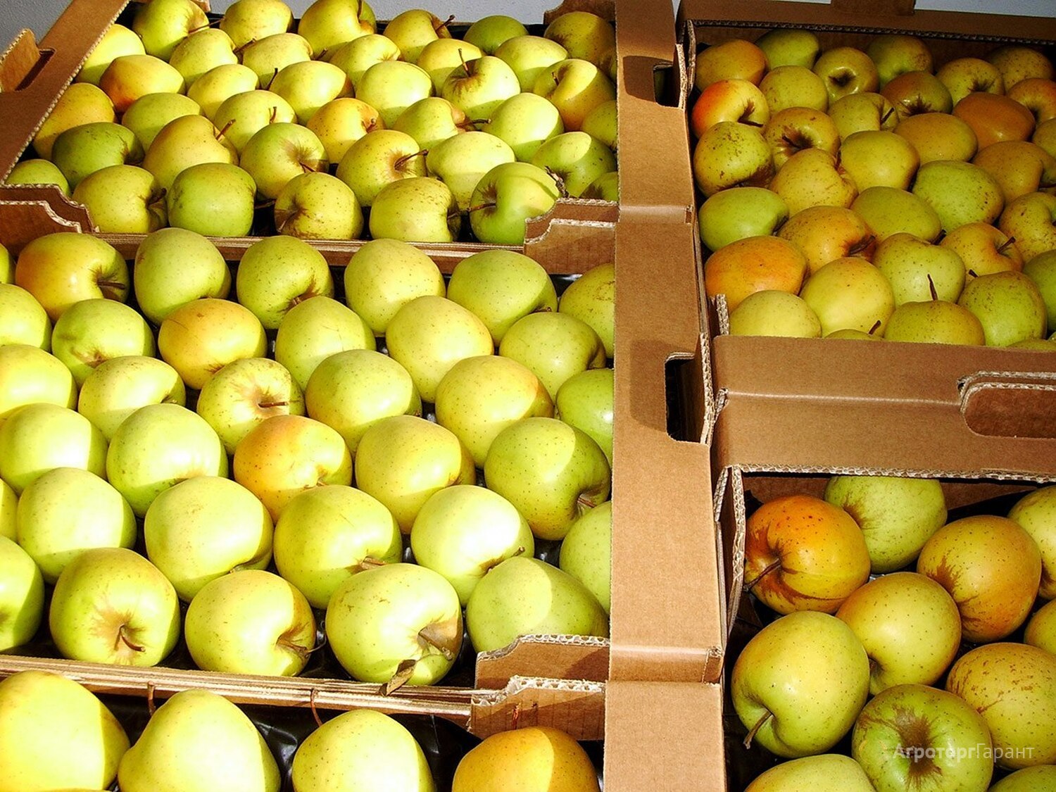 яблоко гольден